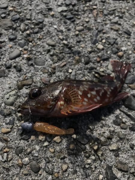 ライトワインドでオオモンハタGET