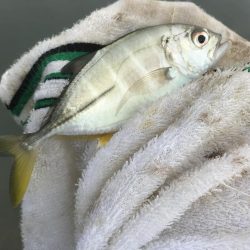 大きめヒラセイゴ!