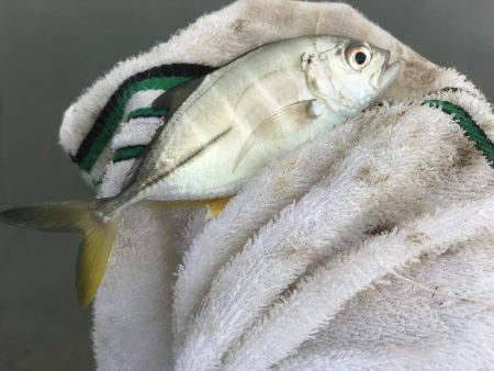 大きめヒラセイゴ!