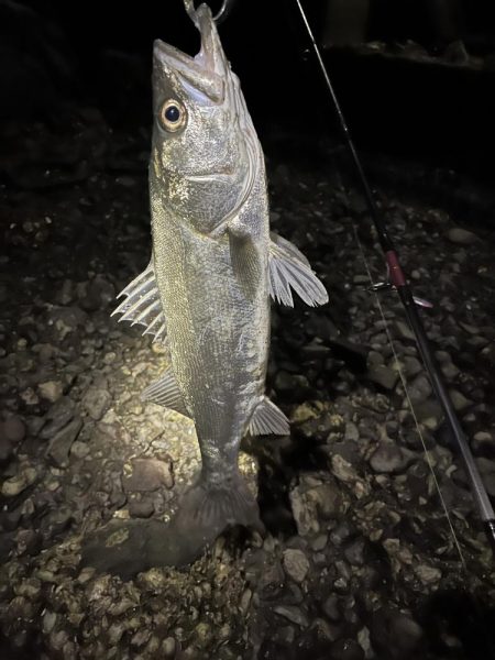 本日佐伯最後の釣行