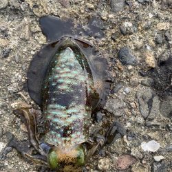 今年３回エギング釣行