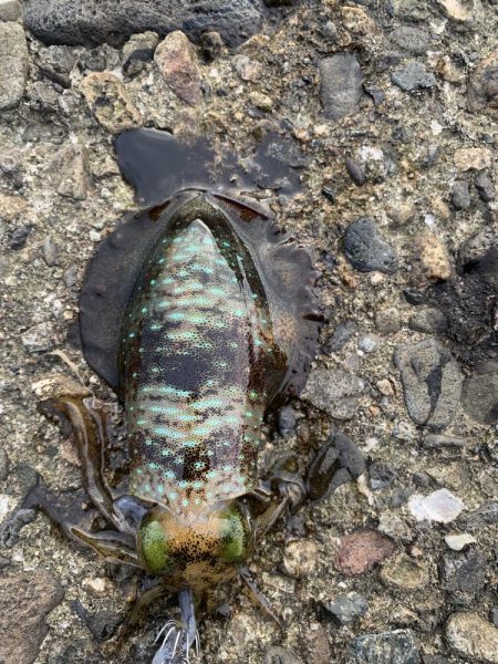 今年３回エギング釣行