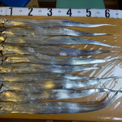 テンヤタチウオ