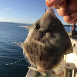 最近団子釣りにハマってます！