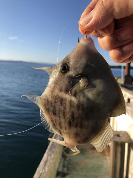 最近団子釣りにハマってます！