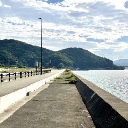 サヨリに会いたくて