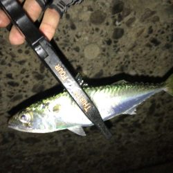 豆アジング　スタート