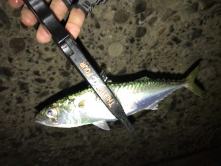 豆アジング　スタート