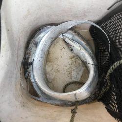 朝マズメに太刀魚GET