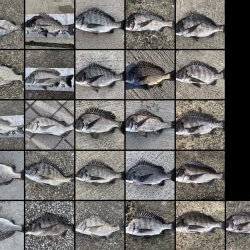 イチノ兄弟、釣果!