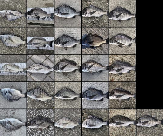 イチノ兄弟、釣果!