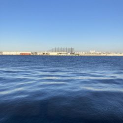 久しぶりにハマチが釣れた！