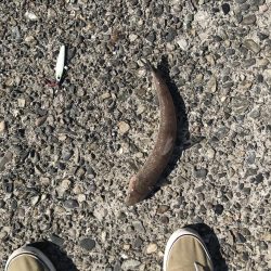 ひらすらハマチ