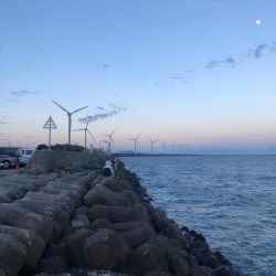 サゴシたまにサワラ！