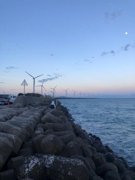 サゴシたまにサワラ！