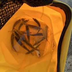 アジを求めてウロウロ②