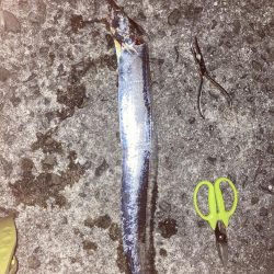 柳の下には２匹目はおらず