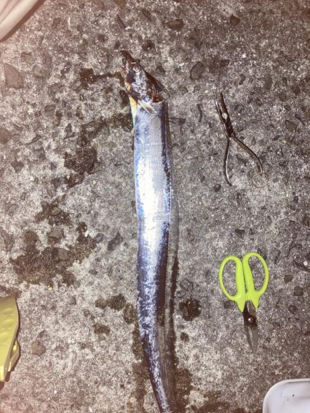 柳の下には２匹目はおらず