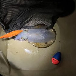 ごきげんイカが？