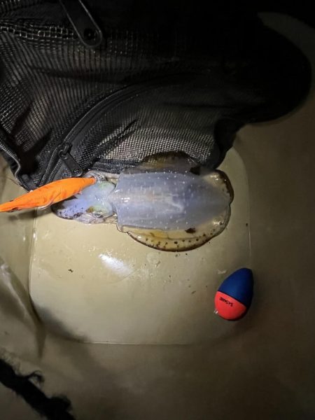 ごきげんイカが？