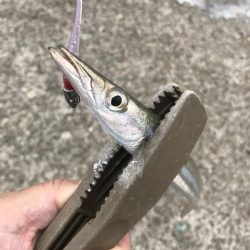 デイゲームでガシラ釣り