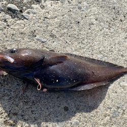 胴突き釣りでまさかの良型のドンコ!!!