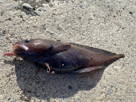 胴突き釣りでまさかの良型のドンコ!!!