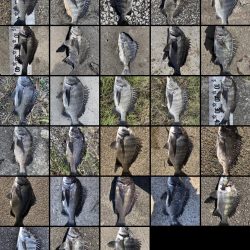 イチノ兄弟、釣果!