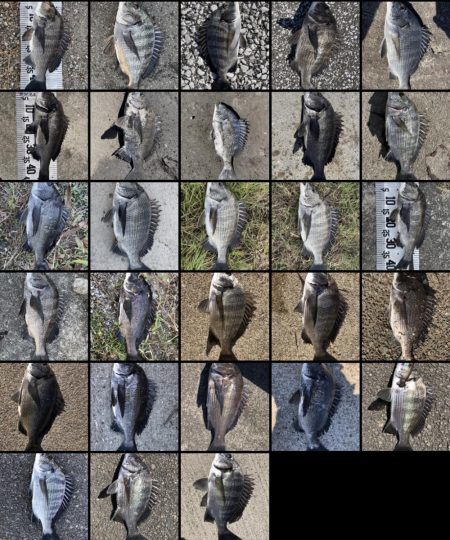 イチノ兄弟、釣果!