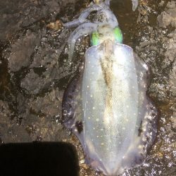 2022 佐渡ヶ島エギング 19回目【9月29日】