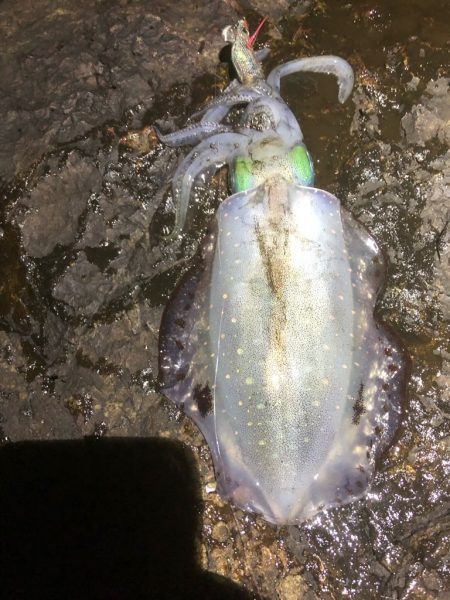 2022 佐渡ヶ島エギング 19回目【9月29日】