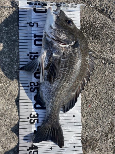 イチノ兄弟(兄)、釣果!