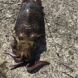 ヤエンでアオリイカ3杯GET