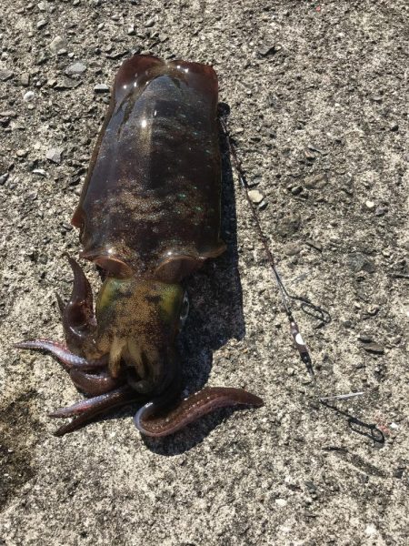 ヤエンでアオリイカ3杯GET