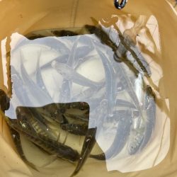 アジさん久しぶり