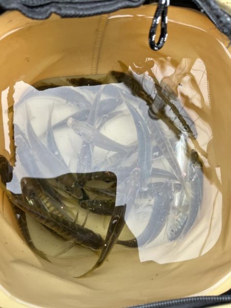 アジさん久しぶり