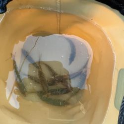 アジを求めてウロウロ