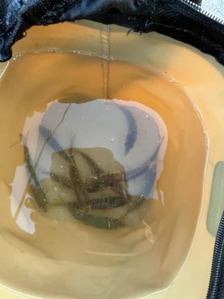 アジを求めてウロウロ