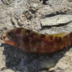 久しぶりの白灯