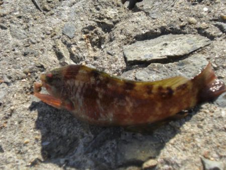 久しぶりの白灯