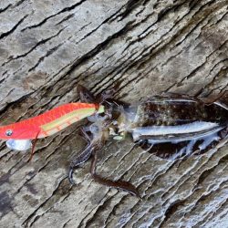 ヒラマサ狙いでしたが