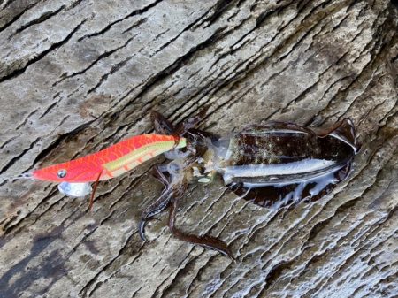 ヒラマサ狙いでしたが