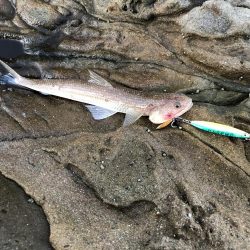 エギ!ショア!フカセ!