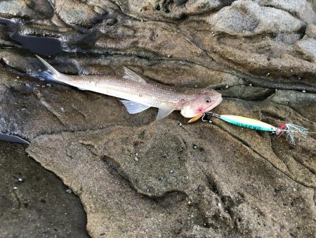 エギ!ショア!フカセ!