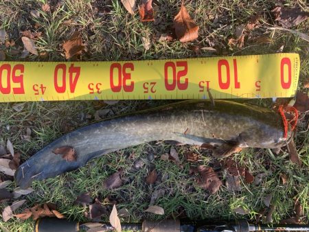 夕方から近くの川へ