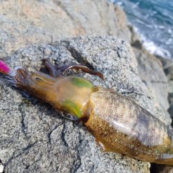 イカの気持ち６