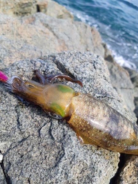 イカの気持ち６