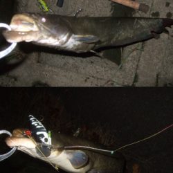 今回が今シーズンラスト釣行かも!?