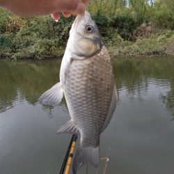 紀ノ川／田井ノ瀬　ヘラブナ釣り　マブナ中心に８枚