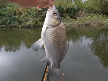 紀ノ川／田井ノ瀬　ヘラブナ釣り　マブナ中心に８枚